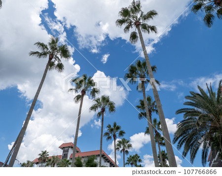 Landscape with palm trees 107766866