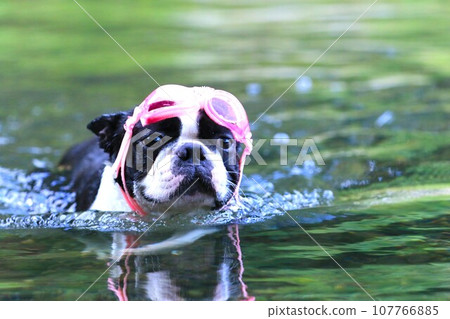 Mighty, a Boston terrier, swims in the Miyako River wearing pink goggles. 107766885