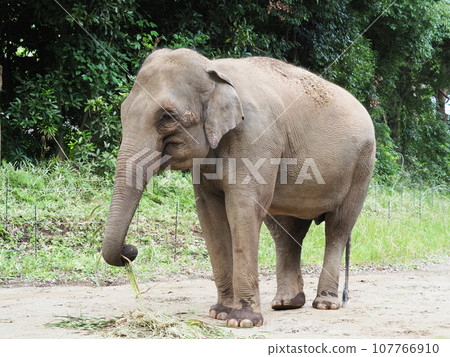 Elephant in the zoo Elephant in the zoo 107766910