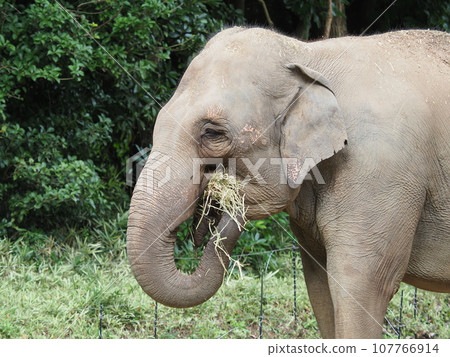 An elephant during a meal An elephant during a meal 107766914