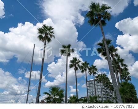 Landscape with palm trees 107767023