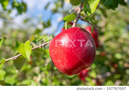 Shinshu Apple Shinano Sweet 107767097
