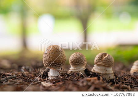 Poisonous mushroom Amanita mushroom 107767098