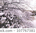 Cherry blossoms in full bloom at the main gate of Nagoya Castle 107767381