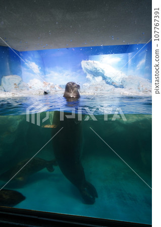 密封站在水中 107767391