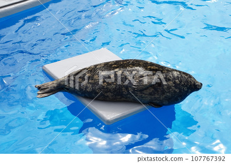 一隻海豹在偏遠的島嶼上休息 107767392