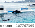 虎鯨表演 107767395