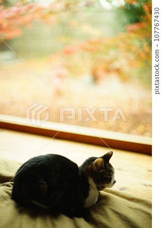 野雞貓在秋葉的背景下放鬆 107767430