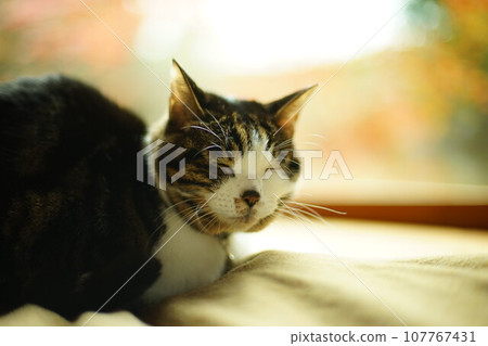野雞貓在秋葉的背景下放鬆 107767431