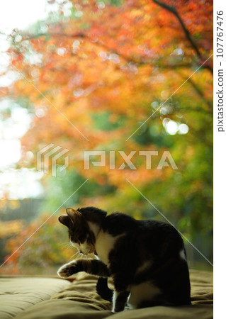 Pheasant cat relaxing against the background of autumn leaves Pheasant cat relaxing against the background of autumn leaves 107767476