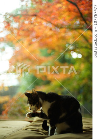 Pheasant cat relaxing against the background of autumn leaves 107767477
