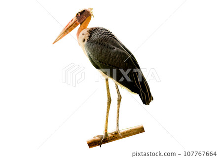 Die-cut image of a sharp-billed bird on a white background 107767664