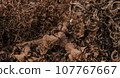 Closeup Scrap Steel of rusty metal scrap processing industry, stacked metal 107767667