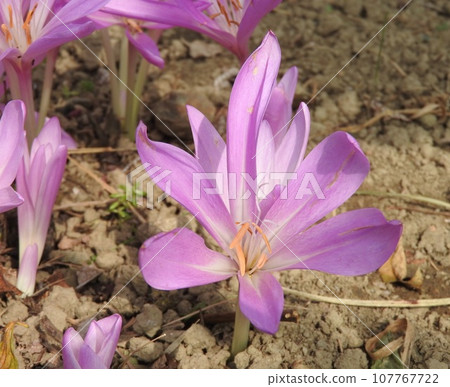 Dog saffron flowers with a bewitching atmosphere 107767722