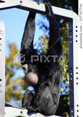 吠叫袋長臂猿【千葉市動物園內】 吠叫袋長臂猿【千葉市動物園內】 107767744