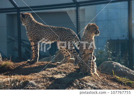 Two cheetahs [at Chiba City Zoological Park] 107767755