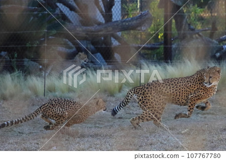 父母與孩子獵豹互相追逐[千葉市動物園] 107767780