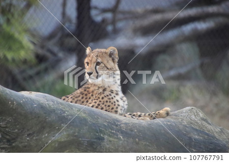 獵豹凝視[千葉市動物園] 107767791