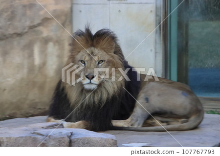 無所畏懼的獅子[千葉市動物園] 107767793