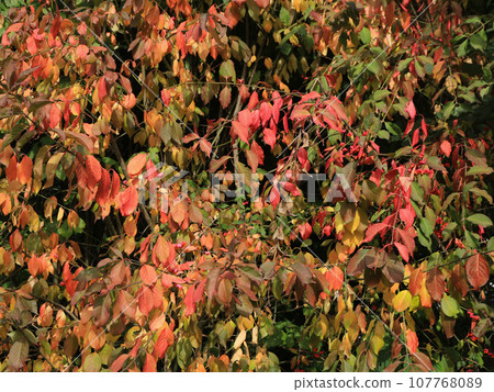 Colorful leaves of a Euonymus Europaeus scrub. Colorful leaves of a Euonymus Europaeus scrub. 107768089