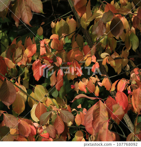 Multi colored leaves of a Euonymus Europaeus scrub. 107768092