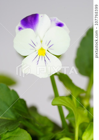 白色背景上盛開的中提琴花 107768399