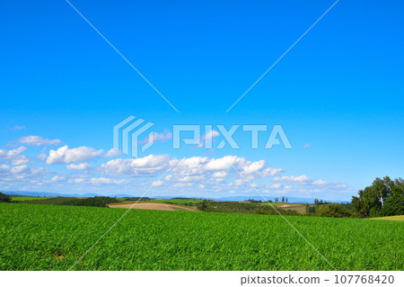 Hill Town Biei Town Hill Town Biei Town 107768420