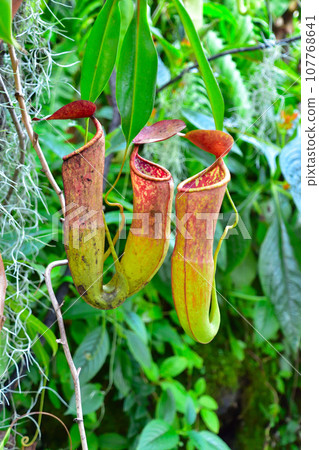 Ugubon Kuzura Ugubon Kuzura 107768641