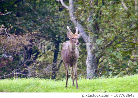 Sika deer (Shimukappu Village, Yufutsu District, Hokkaido) 107768642
