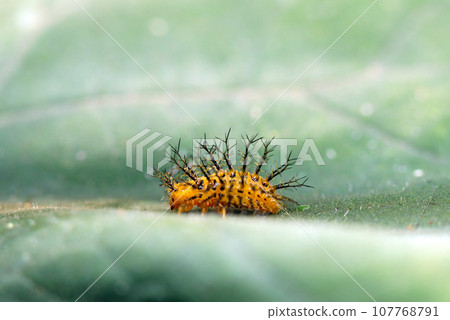 Larva of Tohoshi lady beetle with orange body full of black spines (macro lens used, strobe + natural light, close-up photo) 107768791