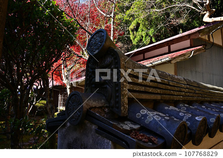 Autumn leaves of Banshu Temple Autumn leaves of Banshu Temple 107768829