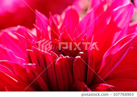 東京町田市大麗花花園，美麗綻放的大麗花 107768903