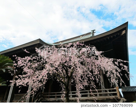 Weeping cherry blossoms at Honmyoji Temple in spring (Kumamoto City) Weeping cherry blossoms at Honmyoji Temple in spring (Kumamoto City) 107769099
