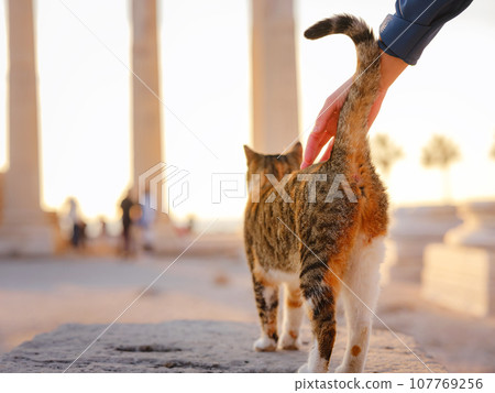 cats of Turkey, small resort town of Side with ancient Greek ruins. female tourist petting stray cat of Side Apollon Temple over sunset time in spring or fall season cats of Turkey, small resort town of Side with ancient Greek ruins. female tourist petting stray cat of Side Apollon Temple over sunset time in spring or fall season 107769256