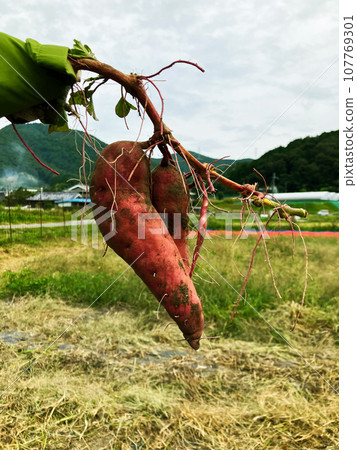 The family digs for potatoes in the autumn field. It's fun to eat the freshly harvested sweet potatoes. 107769301