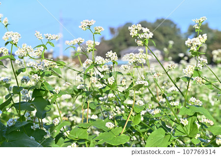 秋高氣爽,蕎麥花盛開,秋天,埼玉縣桶川市 秋高氣爽,蕎麥花盛開,秋天,埼玉縣桶川市 107769314