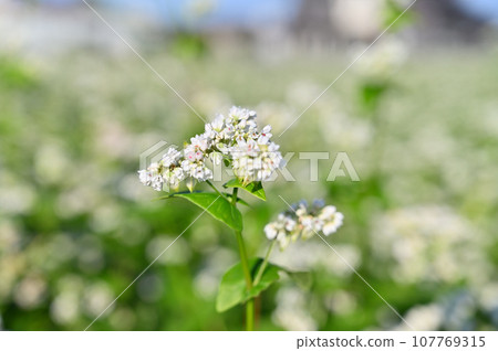 秋高氣爽，蕎麥花盛開，秋天，埼玉縣桶川市 107769315