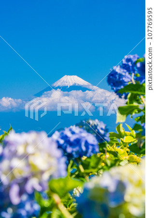(Shizuoka Prefecture) Izu Panorama Park, blue hydrangeas and Mt. Fuji 107769595