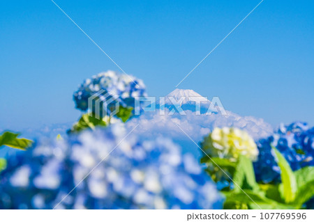 (靜岡縣)伊豆全景公園、藍色繡球花和富士山 (靜岡縣)伊豆全景公園、藍色繡球花和富士山 107769596