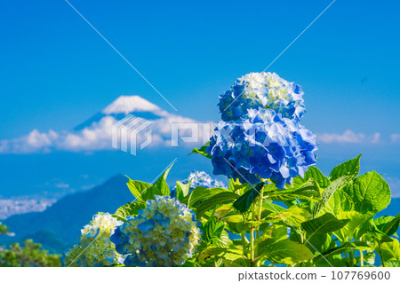 (Shizuoka Prefecture) Izu Panorama Park, blue hydrangeas and Mt. Fuji 107769600