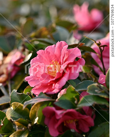 茶梅 (Camellia sasanqua) 茶梅 (Camellia sasanqua) 107769634