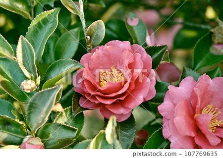 茶梅 (Camellia sasanqua) 茶梅 (Camellia sasanqua) 107769635
