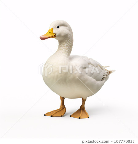 Realistic duck illustration-2 107770035