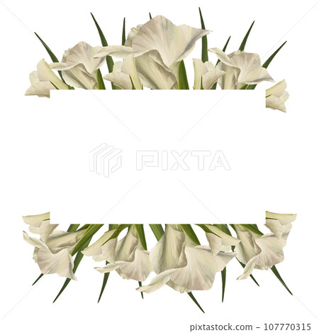 Watercolor gladioluses. Floral banner, frame with white flowers, buds and leaves Hand painted isolated illustration on white background. Botanical design for wedding, invitations and greeting cards 107770315