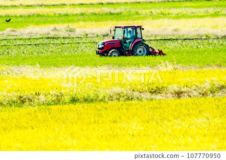 Tractor leveling the rice field after harvesting rice 107770950