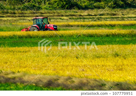 Tractor leveling the rice field after harvesting rice 107770951