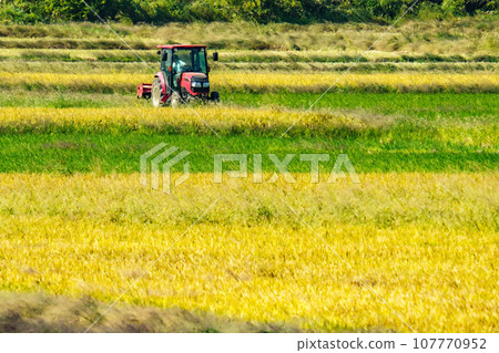 Tractor leveling the rice field after harvesting rice 107770952