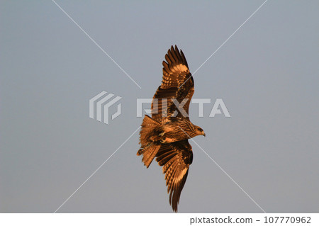 an eagle at sai kung at winter 107770962