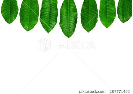 green l leaves of Milkweed on isolated background, green l leaves of Milkweed on isolated background, 107771493