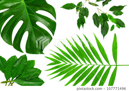 nature green  leaves  isolated on white background 107771496